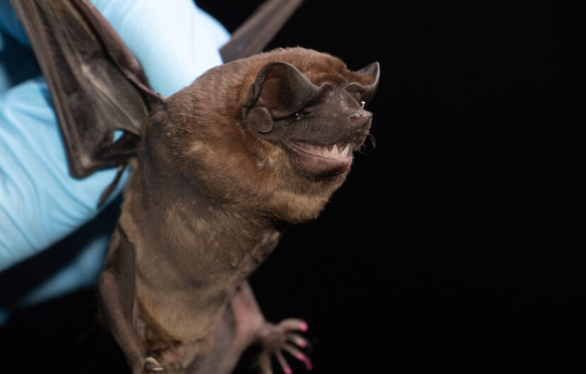 Image of Brazilian free-tailed bat