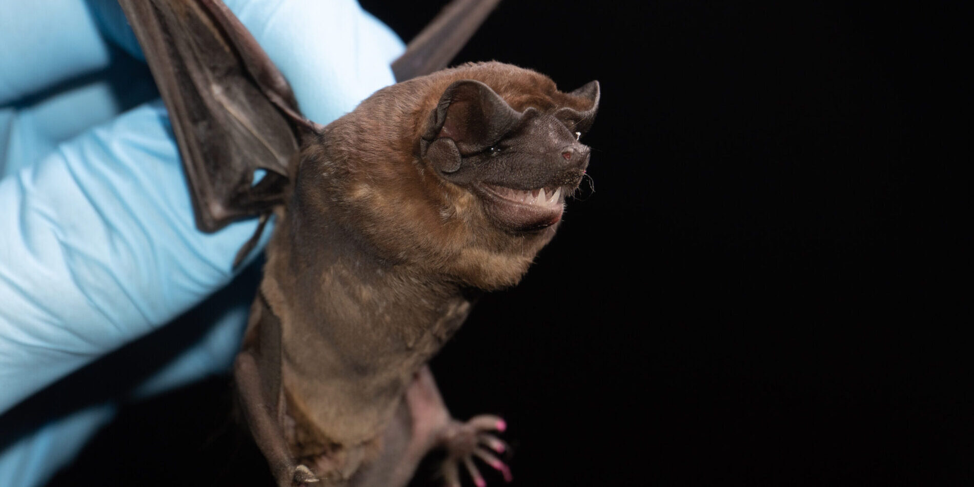 Image of Brazilian free-tailed bat