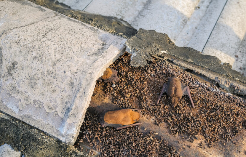 image of bats in roof tiles