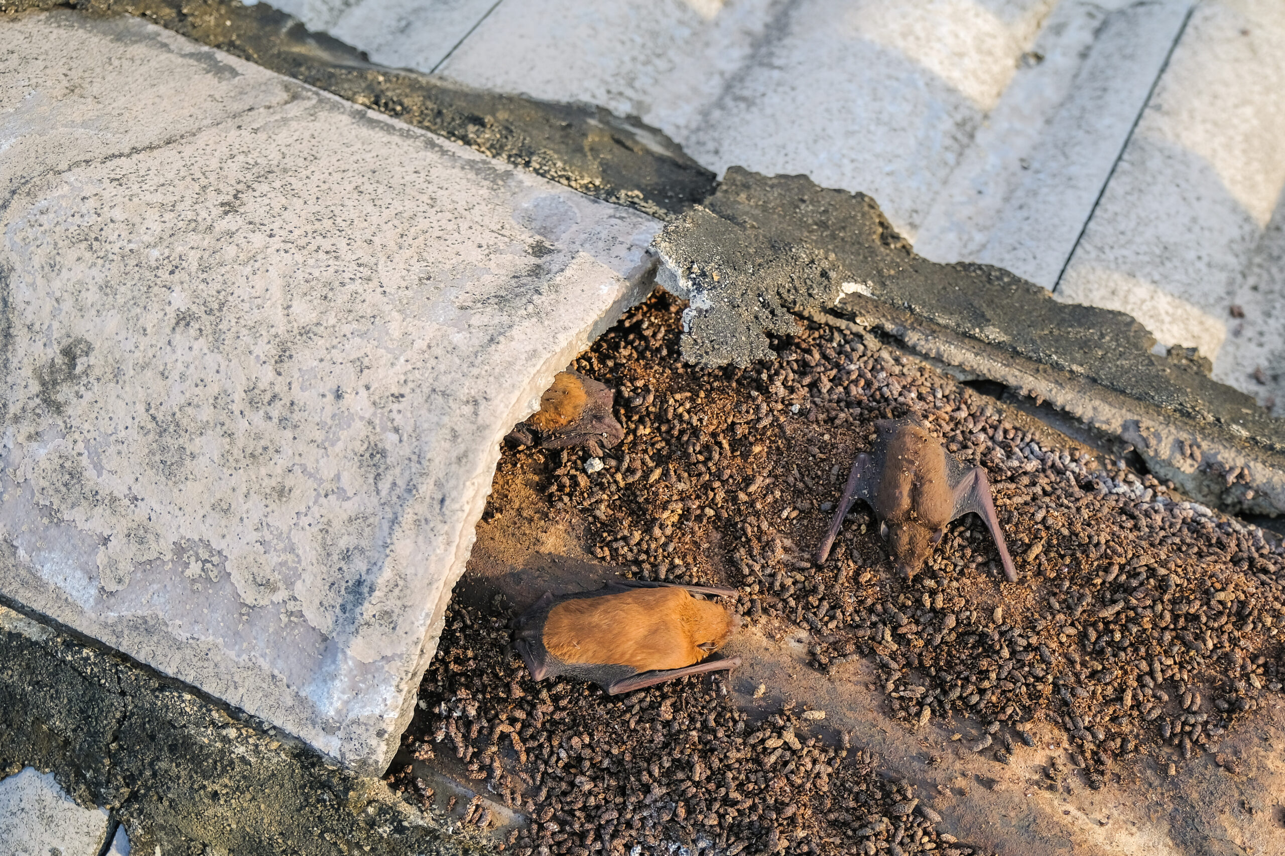 image of bats in roof tiles