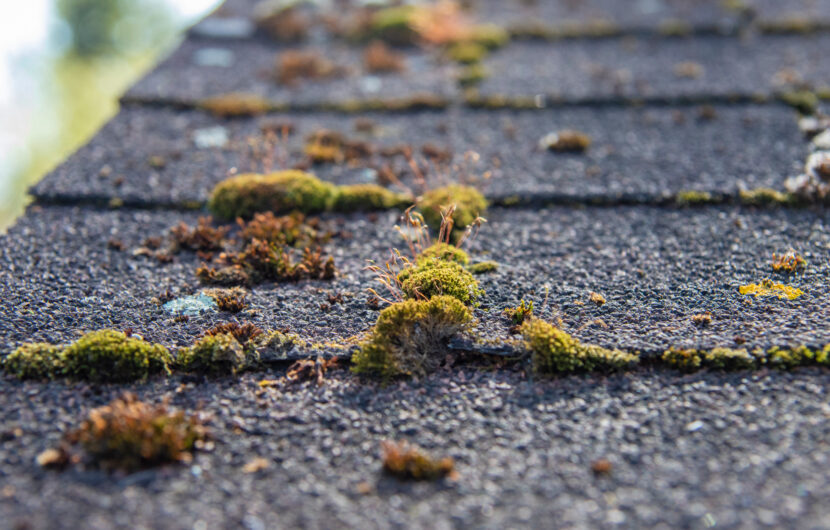 image of Tampa house with algae on the roof