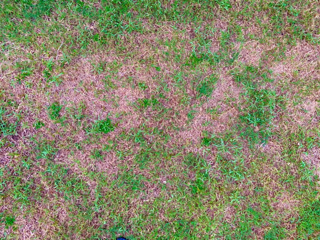 image of damaged lawn with bare spots due to poor roof drainage and diversion. Patchy grass, lawn in bad condition and need maintaining