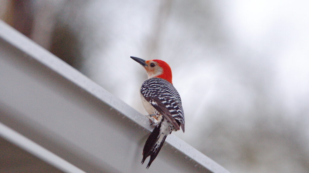 image of Florida woodpecker on tampa roof gutter
